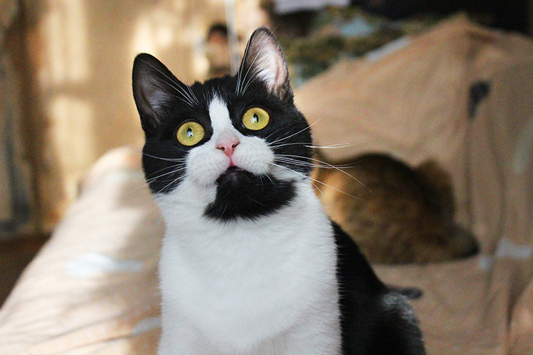 Невероятно хорошенькая кругленькая кошечка в дар