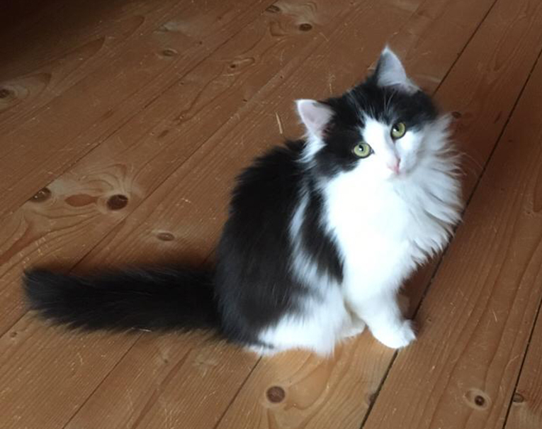 Шикарнейшие котята в добрые руки