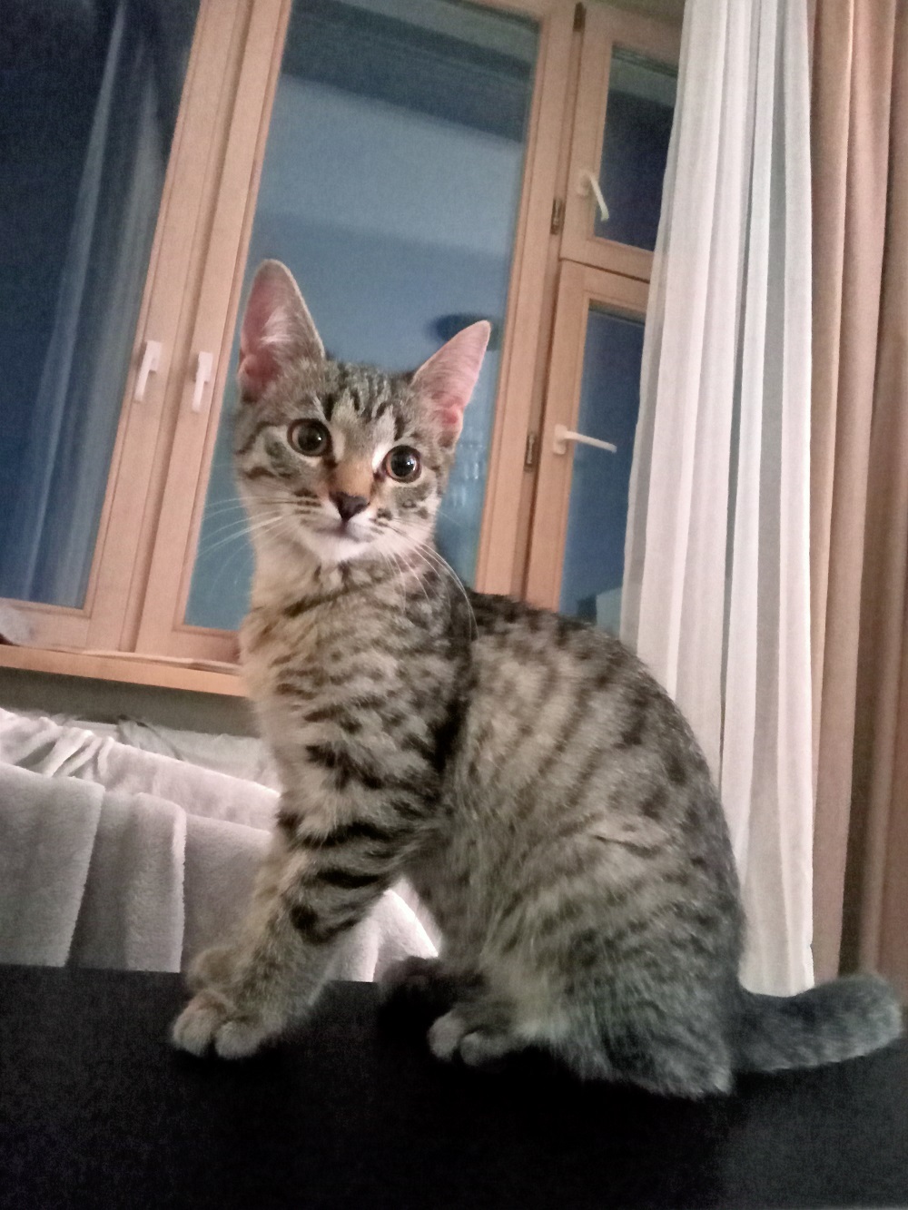 Котенок Сима ищет дом и самых лучших хозяев