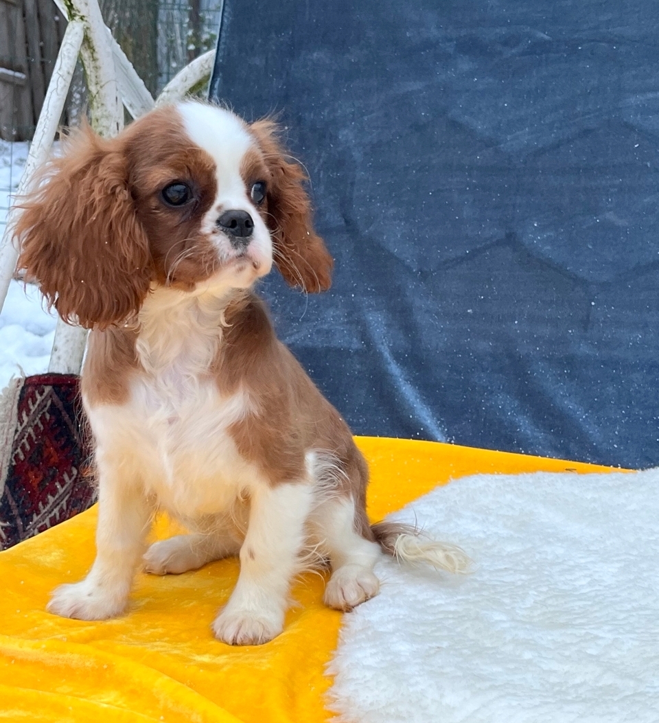 Кавалер кинг Чарльз спаниель девочка бленхейм