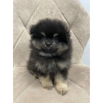 Померанский Шпиц, уникальный черноподпалый щенок мальчик!