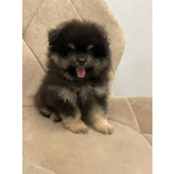 Померанский Шпиц, уникальный черноподпалый щенок мальчик!