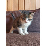 Ищем добрые руки для очаровательных котят