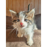 Ищем добрые руки для очаровательных котят