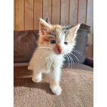 Ищем добрые руки для очаровательных котят