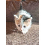 Ищем добрые руки для очаровательных котят