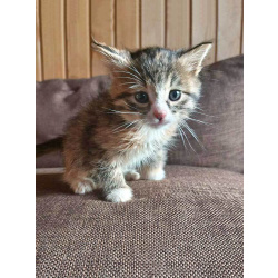 Ищем добрые руки для очаровательных котят