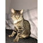 Ищу любящих хозяев для ласковой кошечки