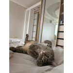 Ищу любящих хозяев для ласковой кошечки