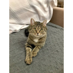 Ищу любящих хозяев для ласковой кошечки