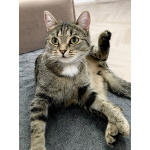 Ищу любящих хозяев для ласковой кошечки