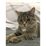 Ищу любящих хозяев для ласковой кошечки