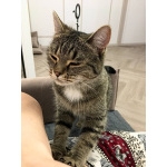 Ищу любящих хозяев для ласковой кошечки