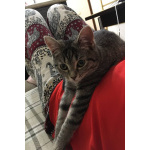 Ищу любящих хозяев для ласковой кошечки