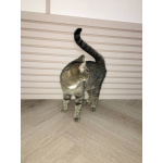 Ищу любящих хозяев для ласковой кошечки