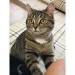 Ищу любящих хозяев для ласковой кошечки