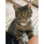 Ищу любящих хозяев для ласковой кошечки