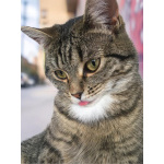 Ищу любящих хозяев для ласковой кошечки