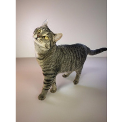 Ищу любящих хозяев для ласковой кошечки