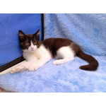 Котёнок девочка маркизного окраса по имени Носюша ищет дом