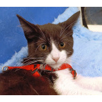 Котёнок девочка маркизного окраса по имени Носюша ищет дом