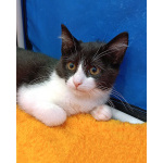 Котёнок девочка маркизного окраса по имени Носюша ищет дом