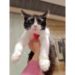 Котёнок девочка маркизного окраса по имени Носюша ищет дом