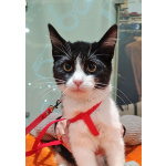 Котёнок девочка маркизного окраса по имени Носюша ищет дом