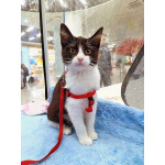 Котёнок девочка маркизного окраса по имени Носюша ищет дом