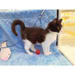 Котёнок девочка маркизного окраса по имени Носюша ищет дом