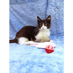 Котёнок девочка маркизного окраса по имени Носюша ищет дом