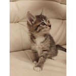 Чудесная малышка котенок Минни в добрые руки