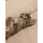 Чудесная малышка котенок Минни в добрые руки