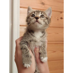 Чудесная малышка котенок Минни в добрые руки