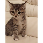 Чудесная малышка котенок Минни в добрые руки