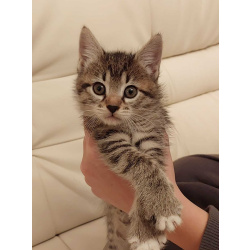 Чудесная малышка котенок Минни в добрые руки