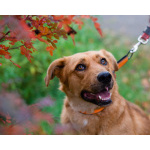 Мягкая и послушная молодая собака ищет дом