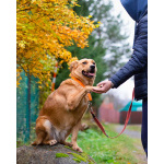 Мягкая и послушная молодая собака ищет дом