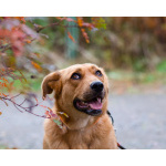 Мягкая и послушная молодая собака ищет дом