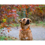 Мягкая и послушная молодая собака ищет дом