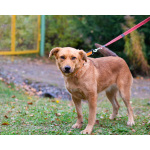 Мягкая и послушная молодая собака ищет дом