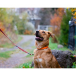 Мягкая и послушная молодая собака ищет дом