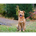 Мягкая и послушная молодая собака ищет дом