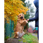 Мягкая и послушная молодая собака ищет дом