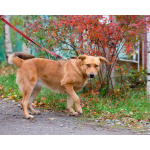 Мягкая и послушная молодая собака ищет дом