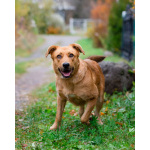 Мягкая и послушная молодая собака ищет дом