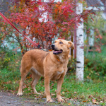 Мягкая и послушная молодая собака ищет дом