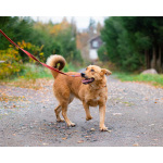 Мягкая и послушная молодая собака ищет дом