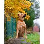 Мягкая и послушная молодая собака ищет дом