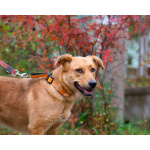 Мягкая и послушная молодая собака ищет дом